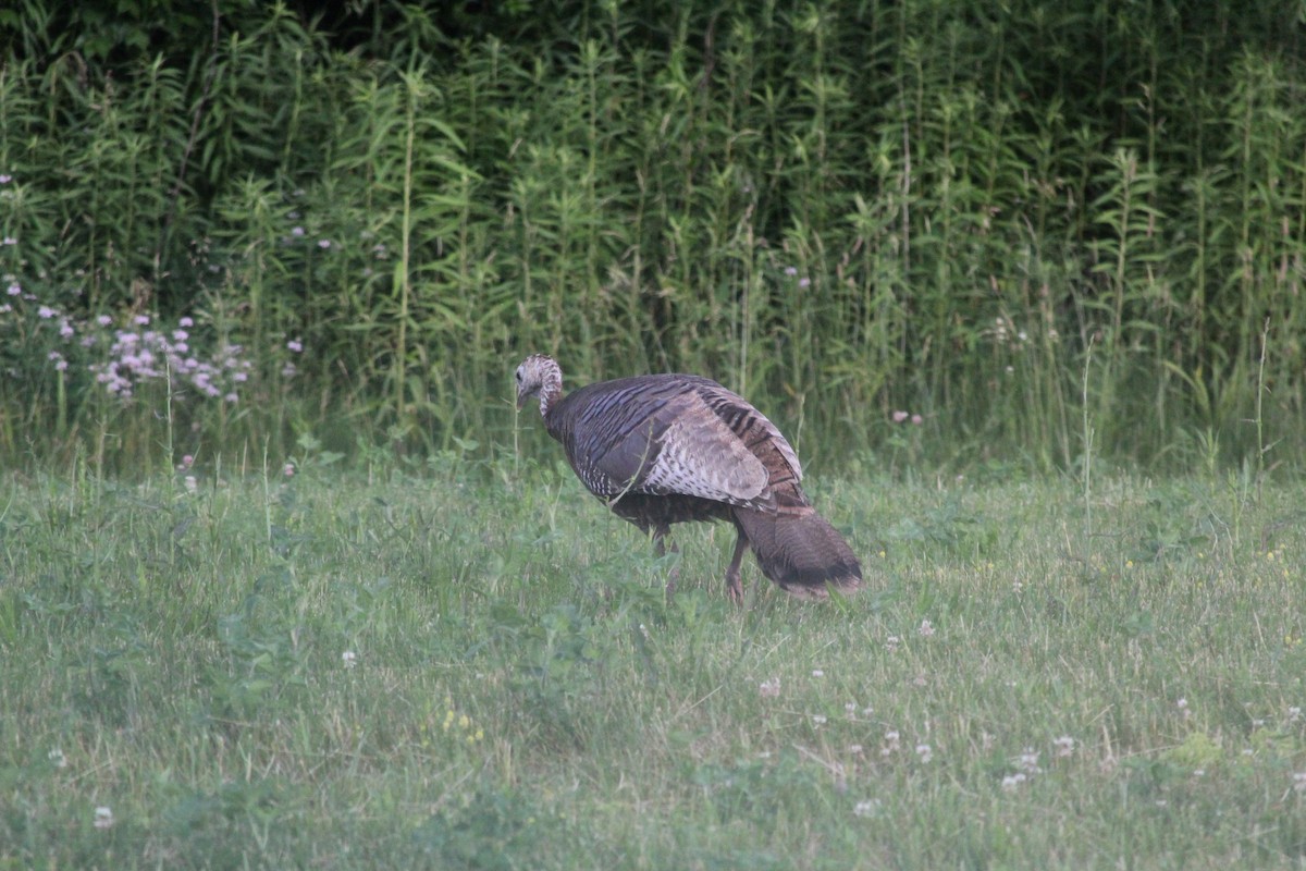 Wild Turkey - ML598241171