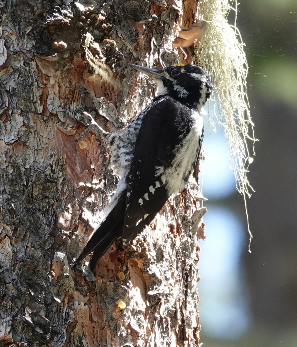 American Three-toed Woodpecker (Rocky Mts.) - ML598241231