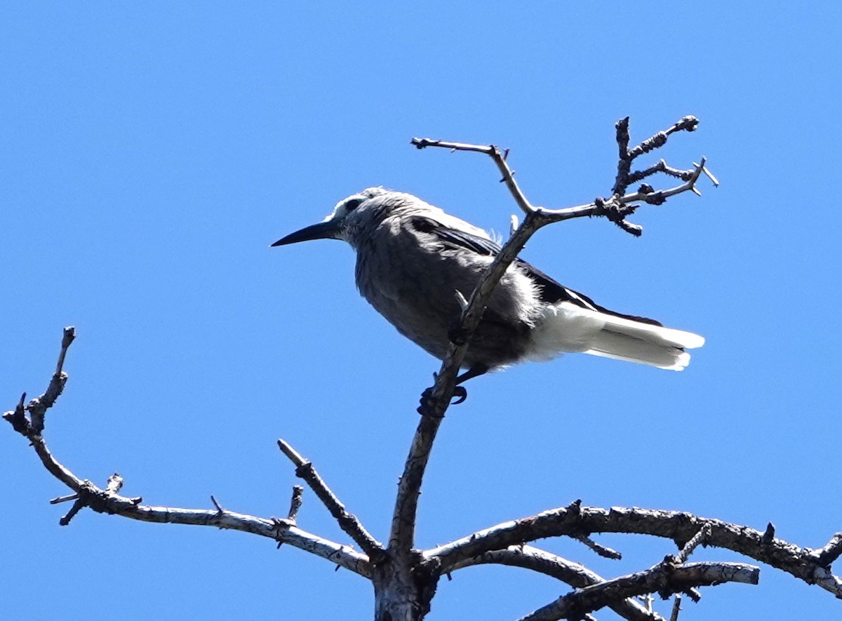 Clark's Nutcracker - Rene Laubach