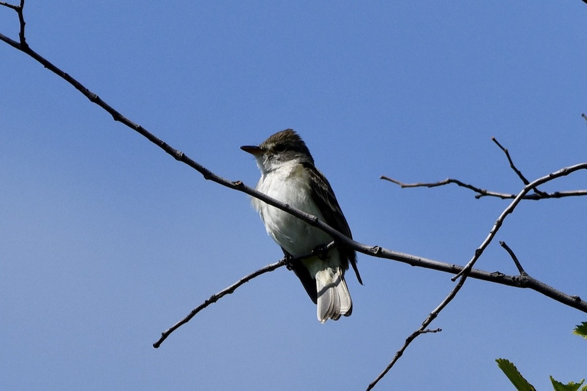 Willow Flycatcher - Ron Rind