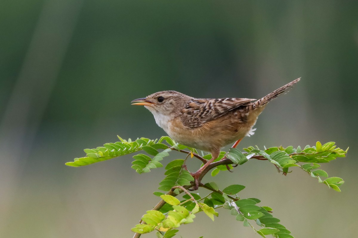 Sedge Wren - ML598241681