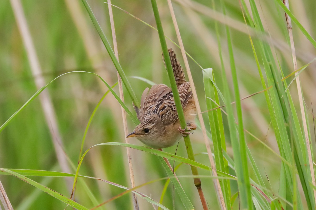 Sedge Wren - ML598241691