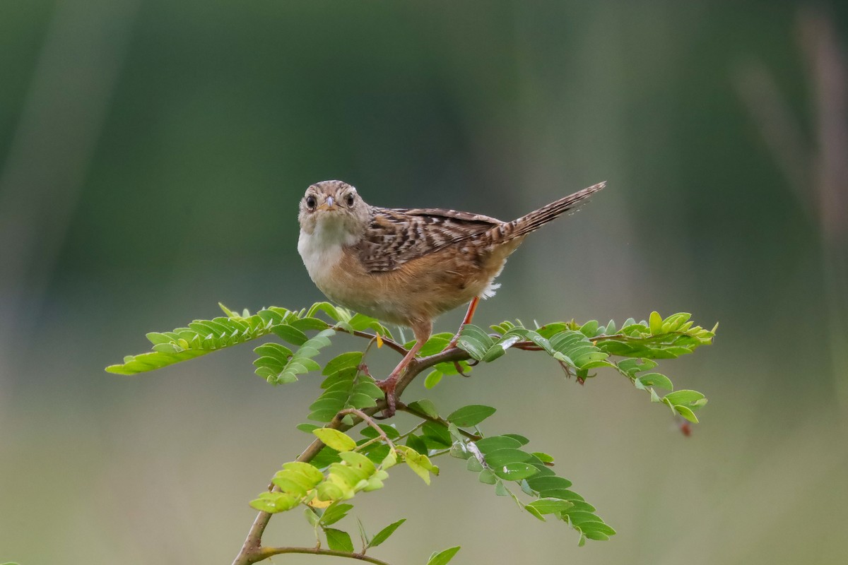 Sedge Wren - ML598241701