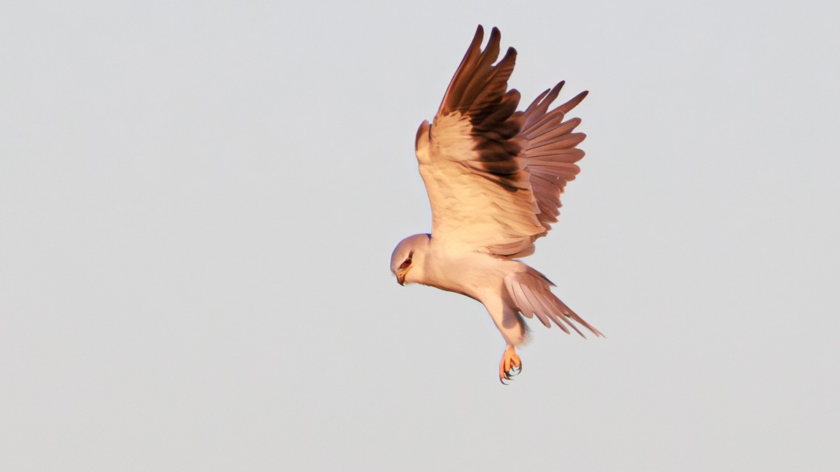 Black-winged Kite - SONER SABIRLI