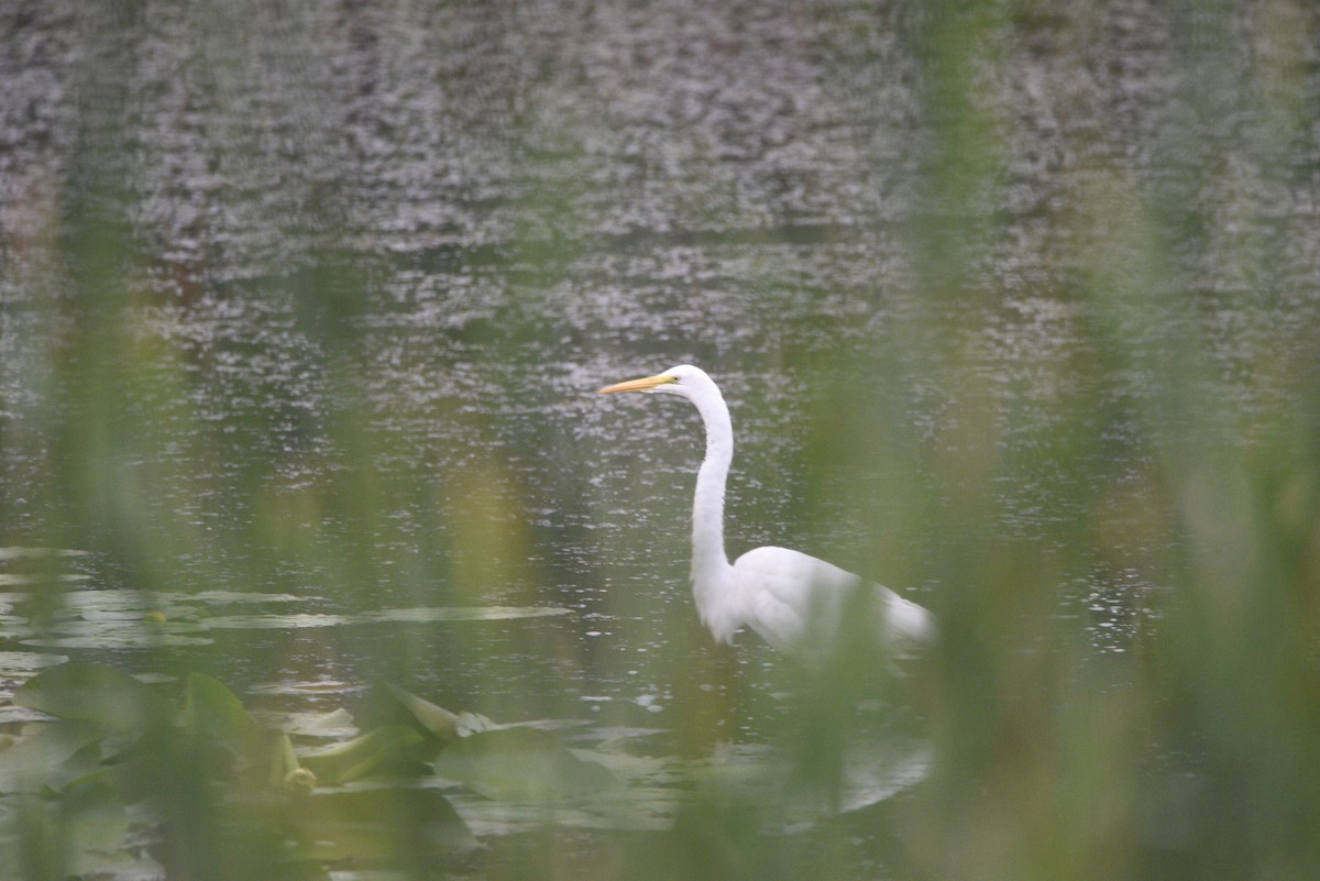 Great Egret - ML598242751