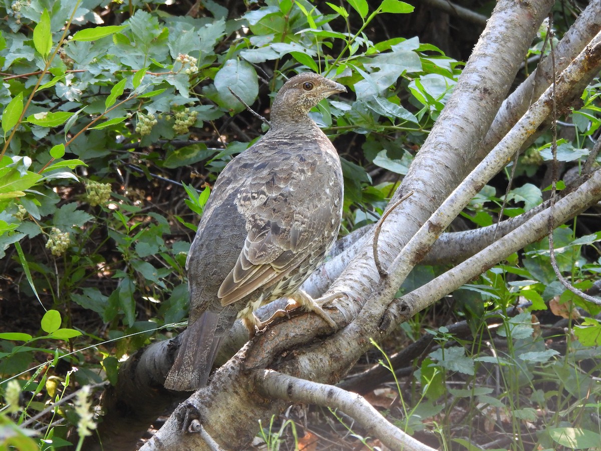 Dusky Grouse - ML598242931