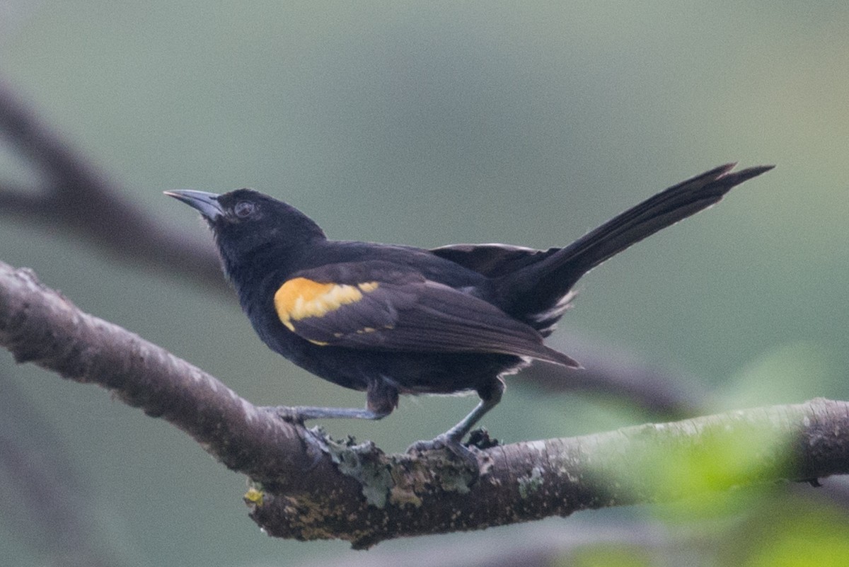 Variable Oriole - ML598243871