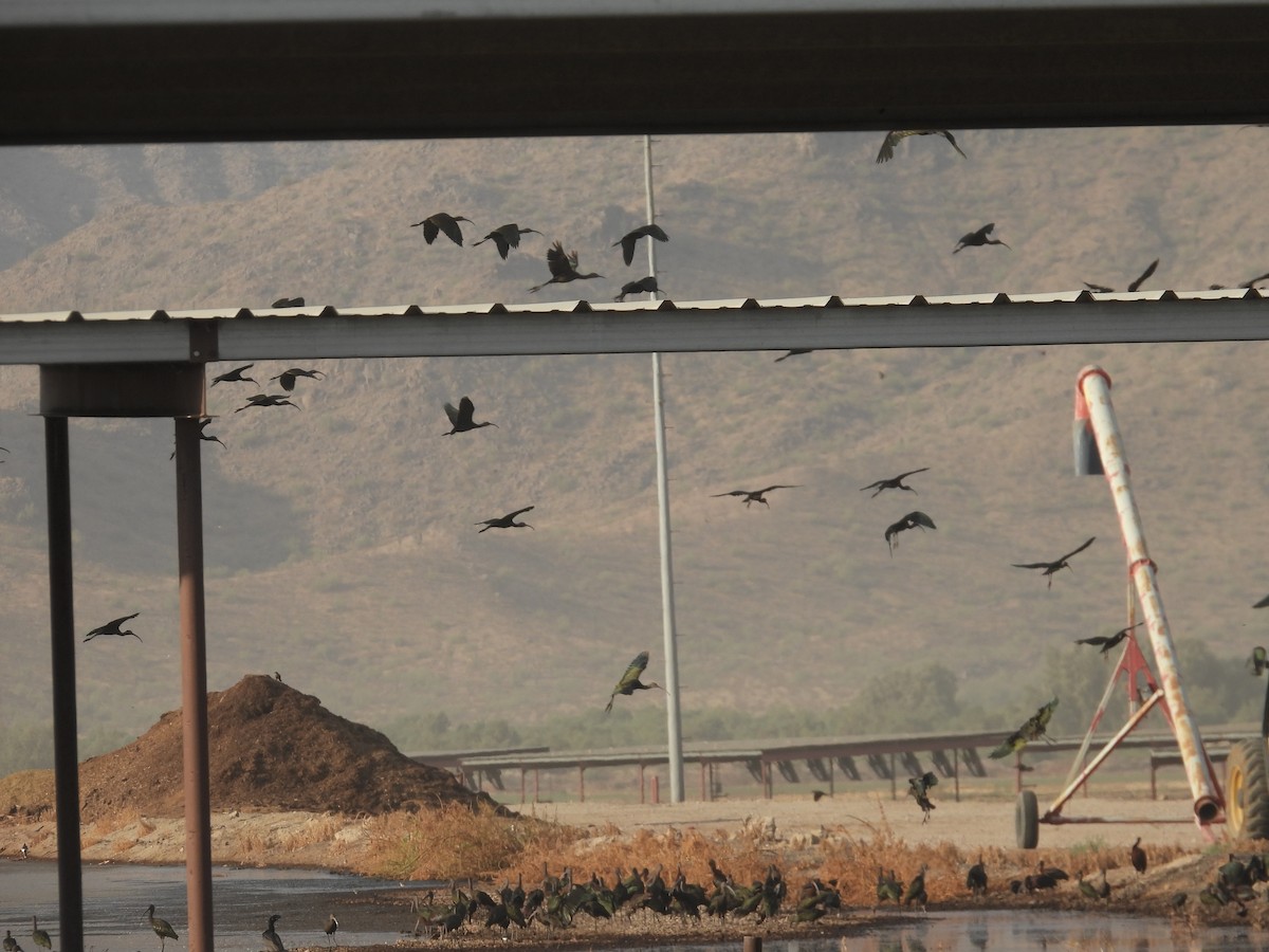 White-faced Ibis - ML598243941