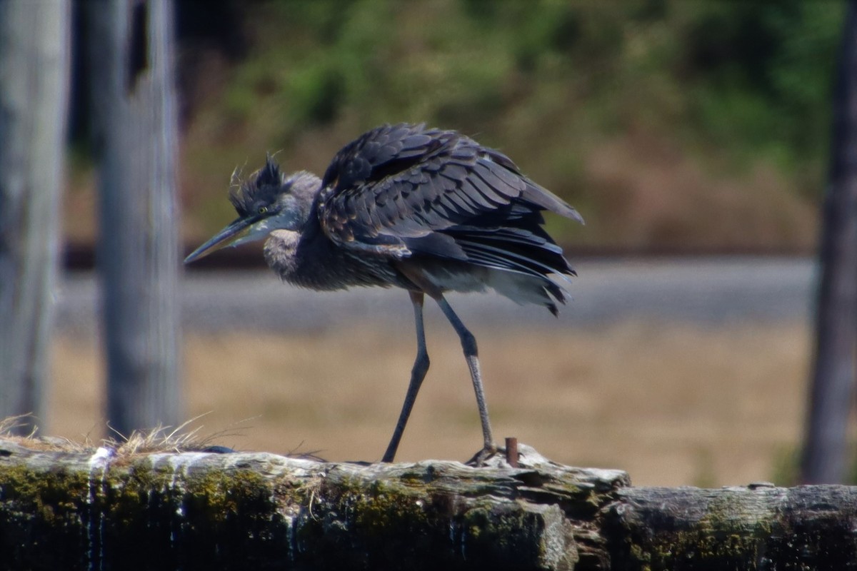 Great Blue Heron - ML598244421