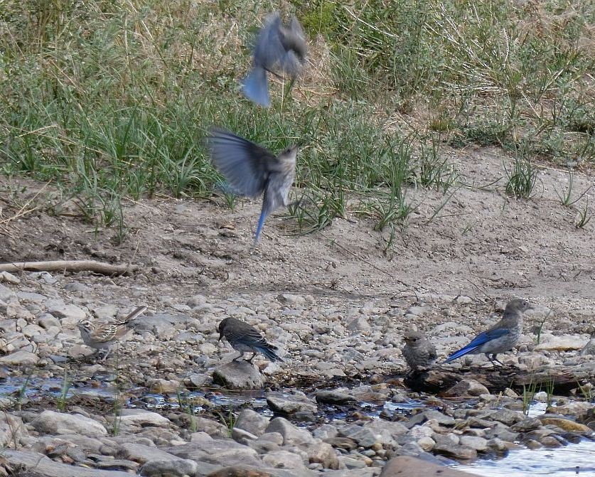 Mountain Bluebird - ML598244441