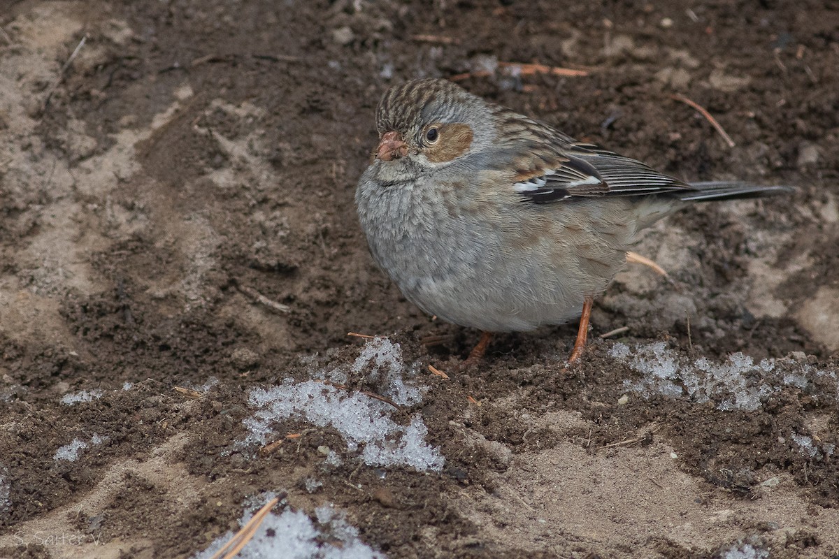 Mourning Sierra Finch (Mourning) - ML598245541