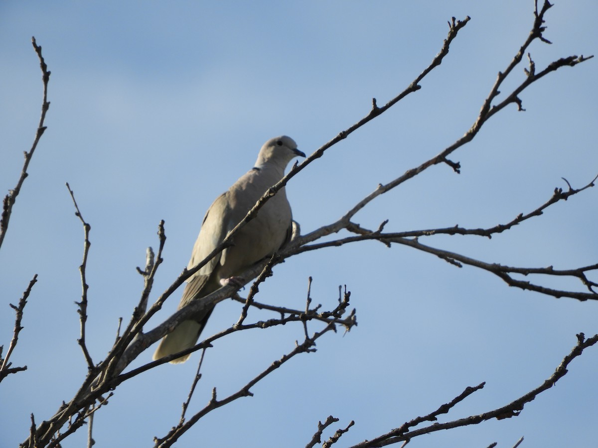 Eurasian Collared-Dove - Cynthia Nickerson