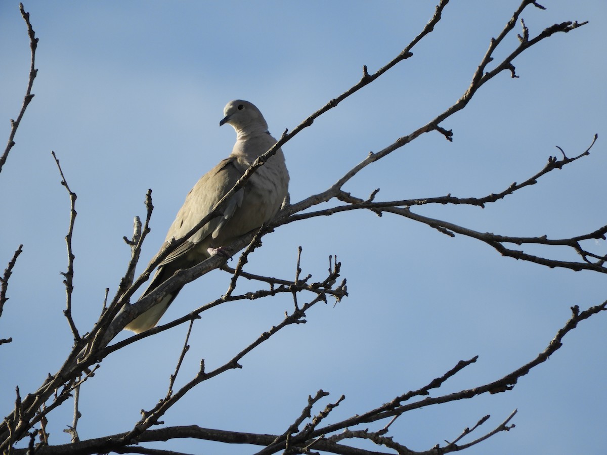 Eurasian Collared-Dove - Cynthia Nickerson