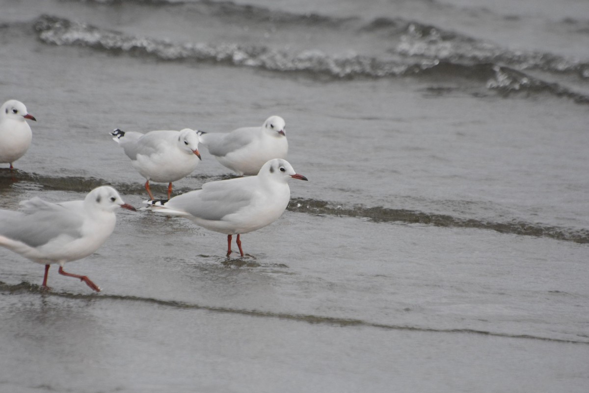 Brown-hooded Gull - Geoff Carpentier