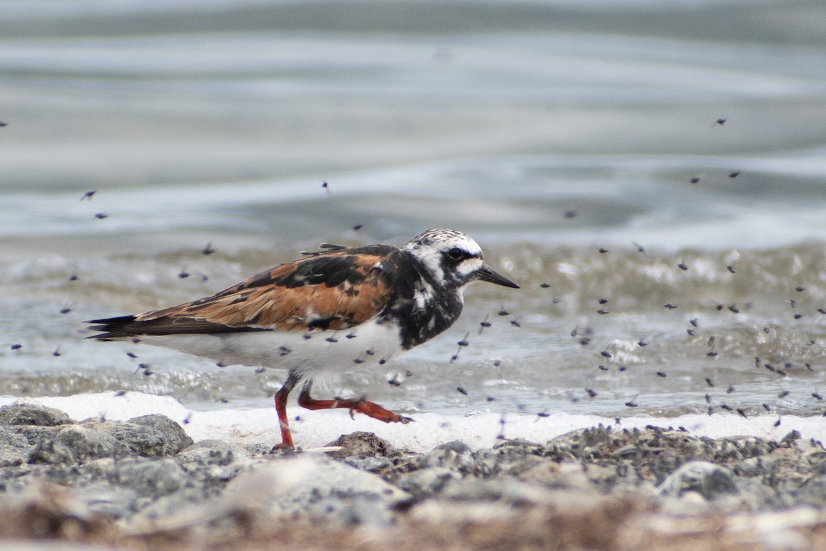 Ruddy Turnstone - Fisher Stephenson