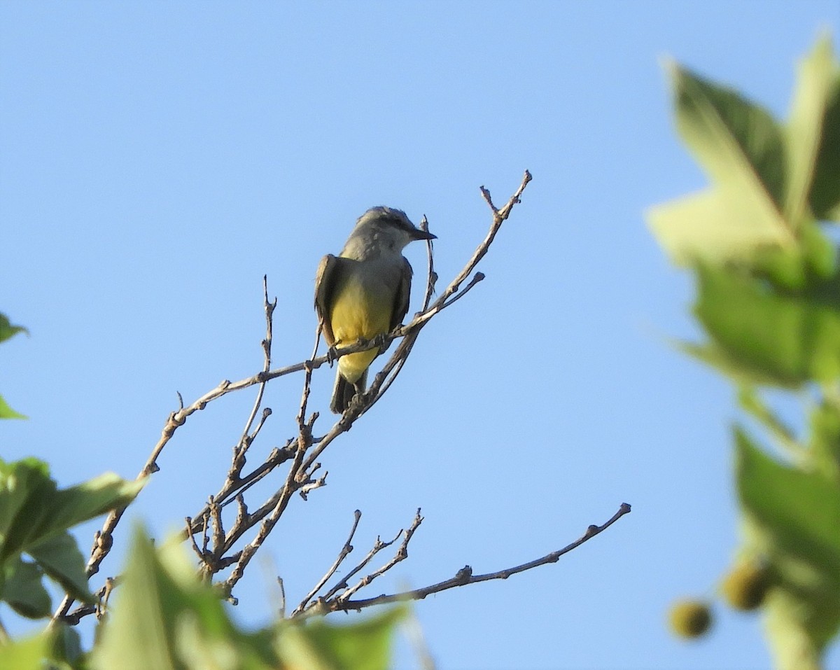 Western Kingbird - ML598245951