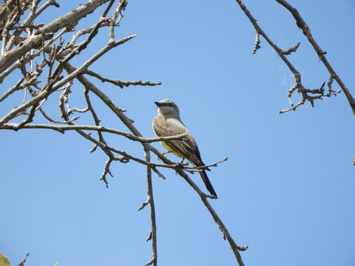 Western Kingbird - Cynthia Nickerson