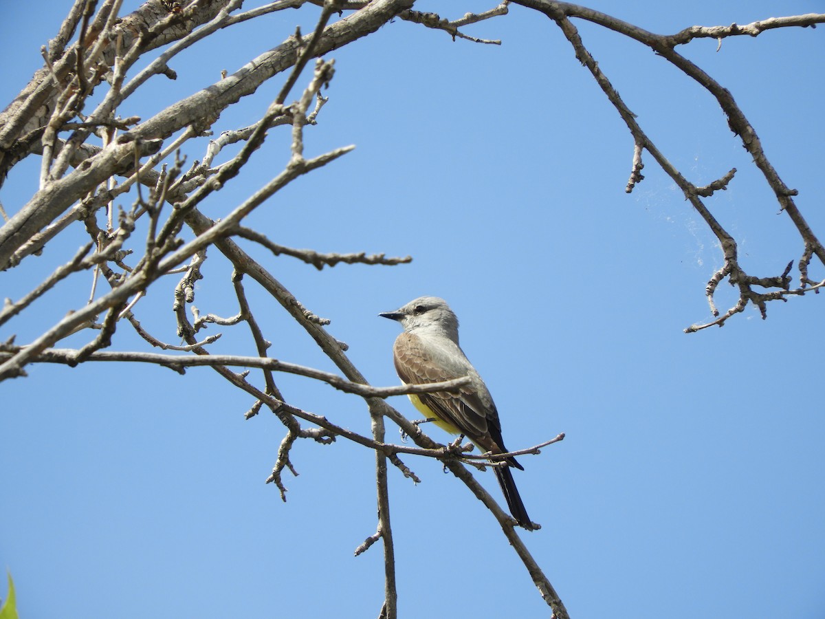 Western Kingbird - ML598245971