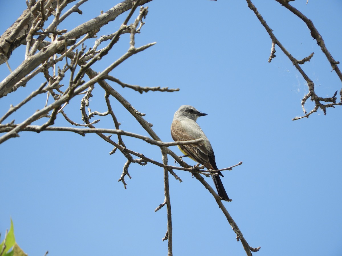 Western Kingbird - Cynthia Nickerson