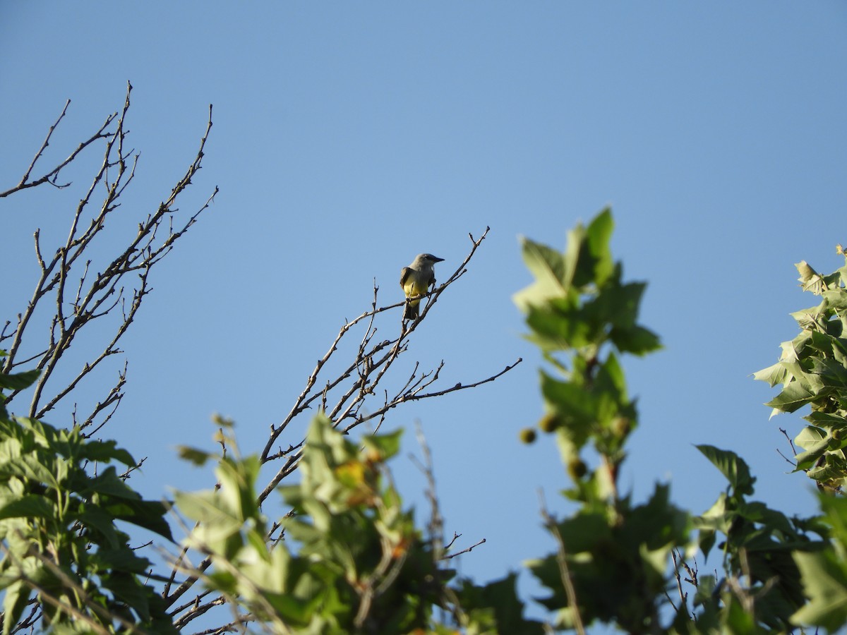 Schmalschnabel-Königstyrann - ML598245991