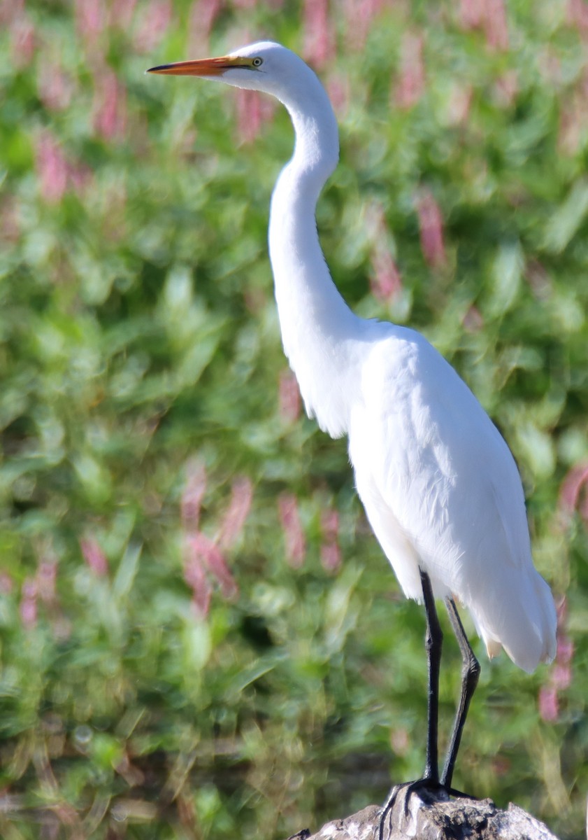 Great Egret - ML598246471