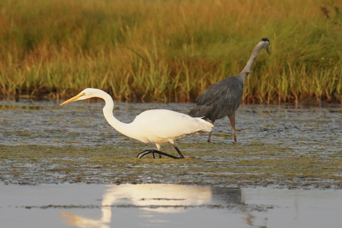 Great Egret - ML598246831