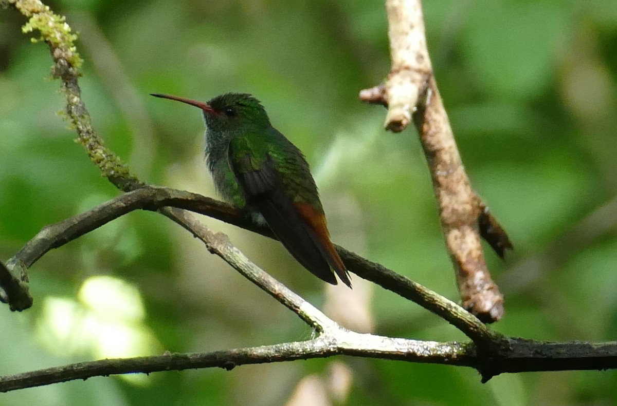 Rufous-tailed Hummingbird - Christina Riehl