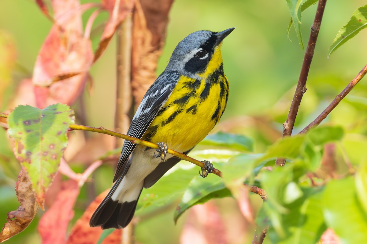 Magnolia Warbler - ML598247091