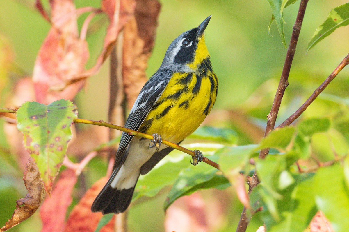 Magnolia Warbler - ML598247161