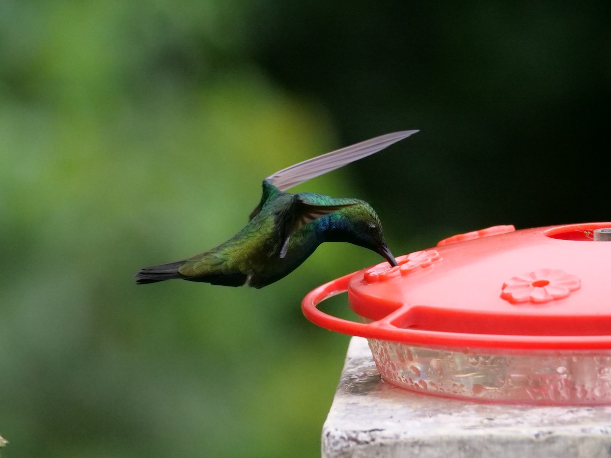 kolibřík tropický - ML598247641