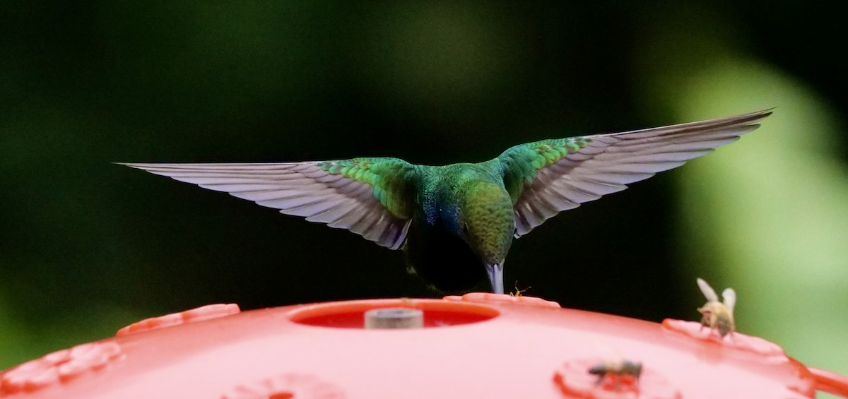 kolibřík tropický - ML598247651