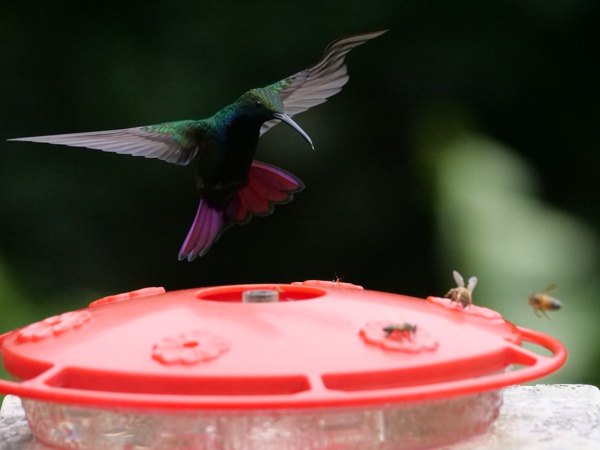 kolibřík tropický - ML598247661