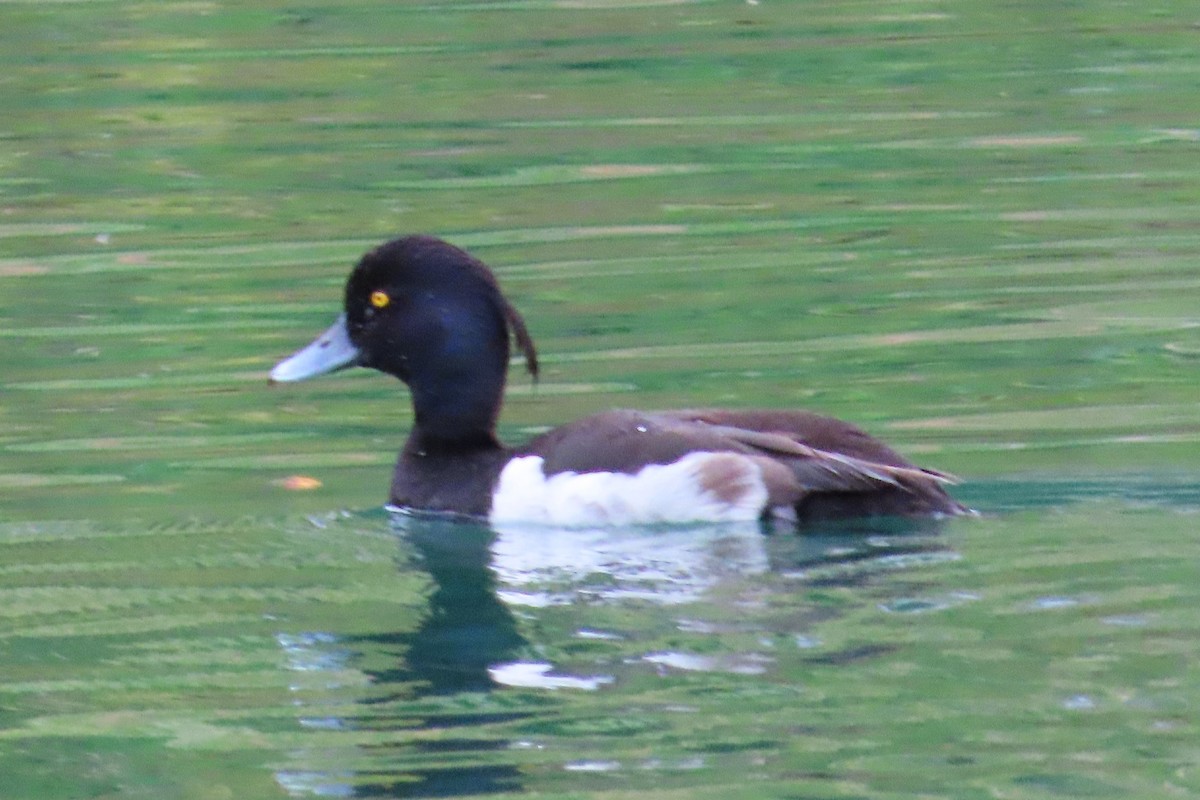 Tufted Duck - ML598248611
