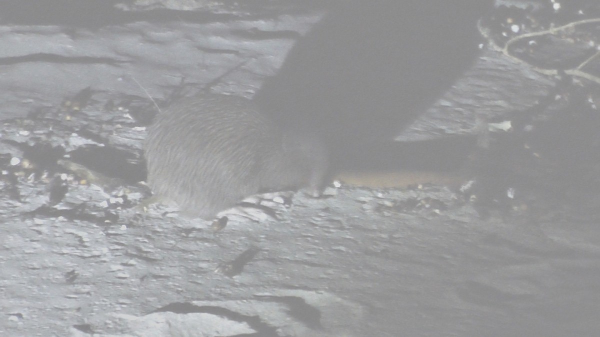 Southern Brown Kiwi (Stewart I.) - ML598251241