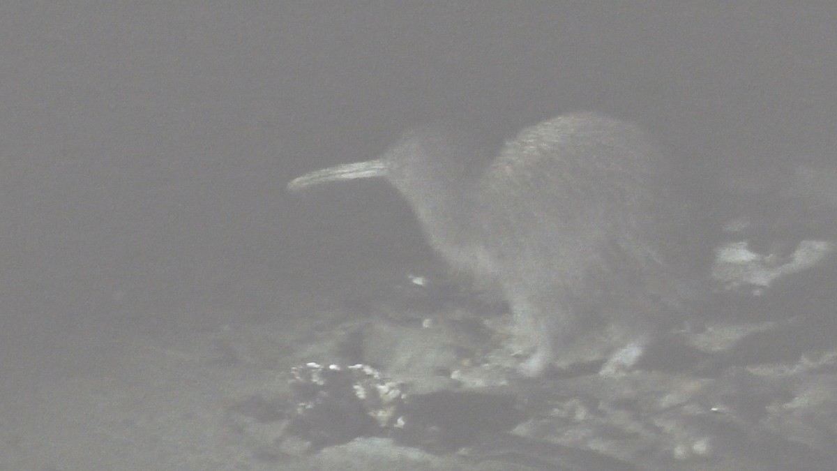 Southern Brown Kiwi (Stewart I.) - ML598251281