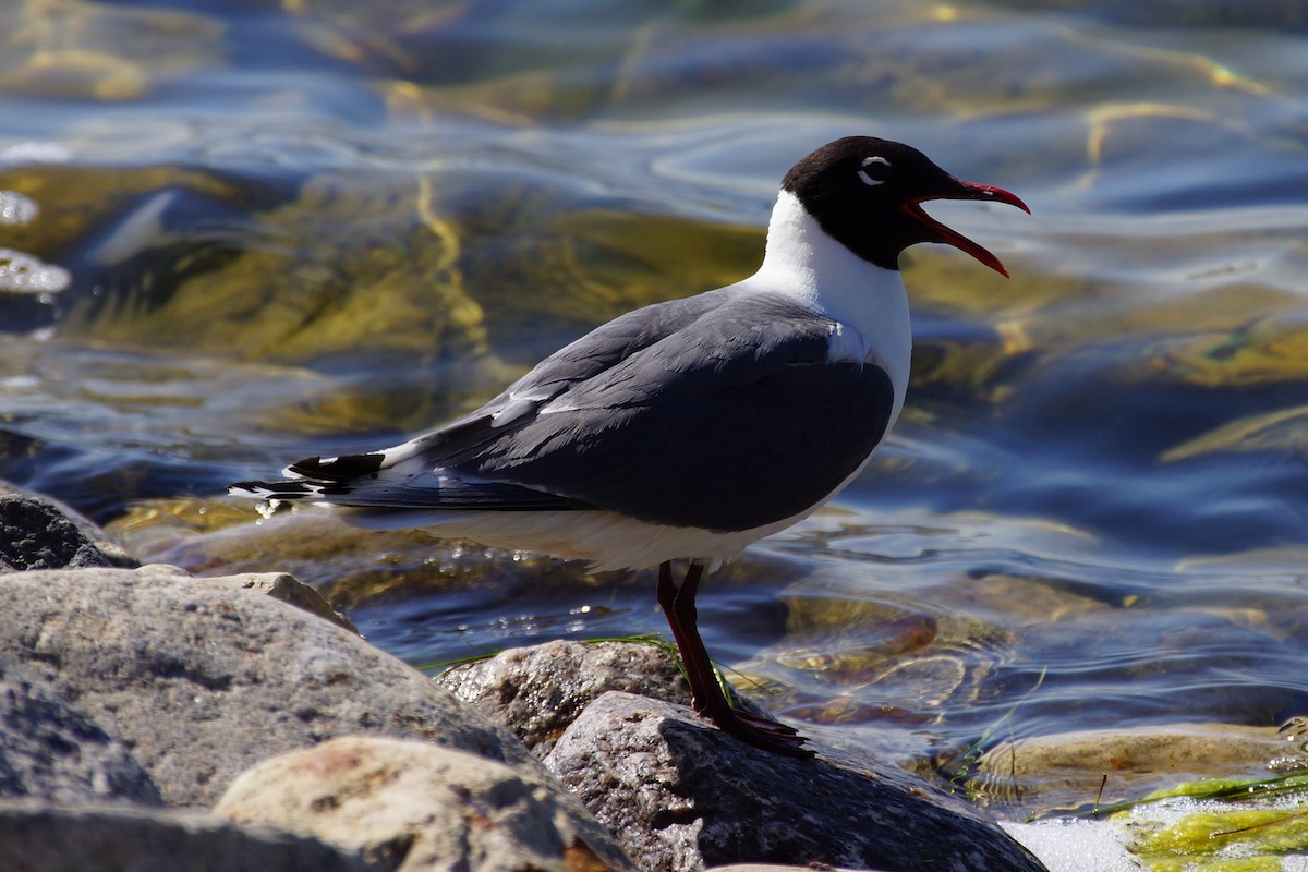 Franklin's Gull - Maxwell Ramey