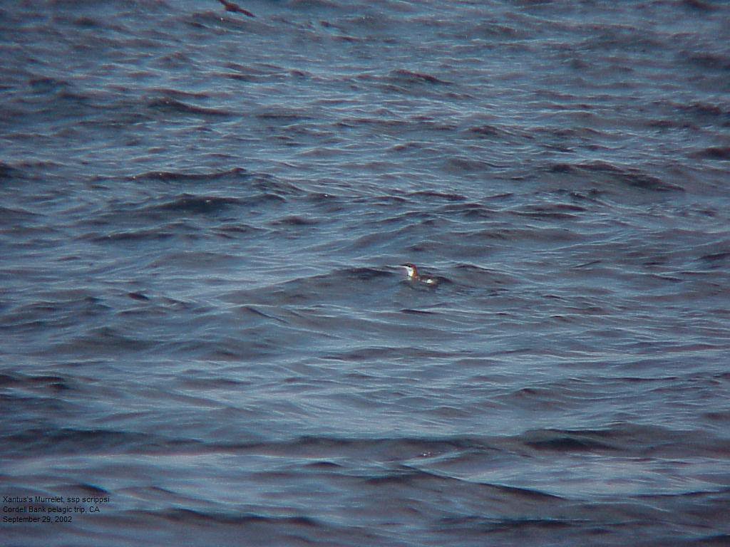 Scripps's Murrelet - ML598251391