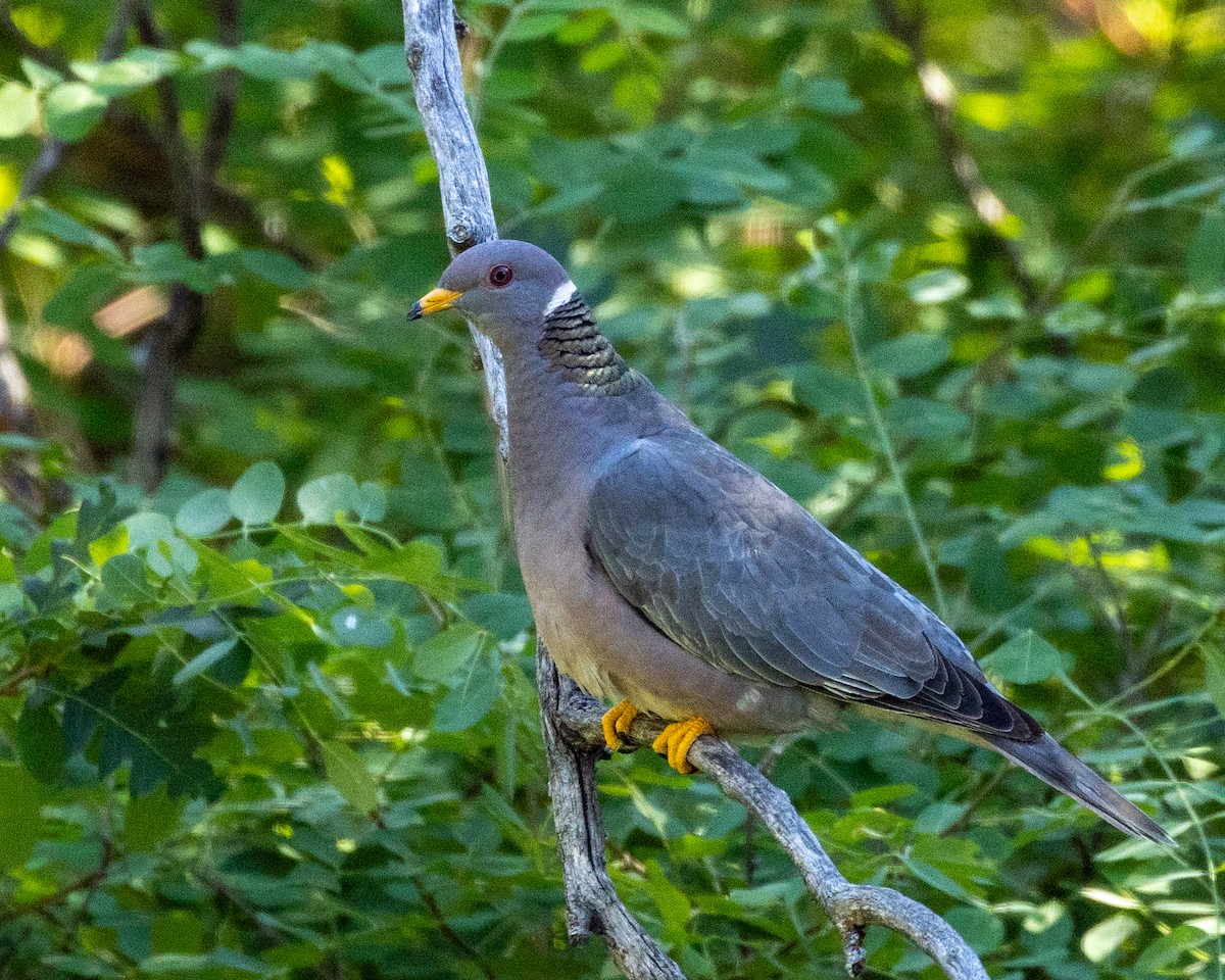 Band-tailed Pigeon - ML598251961