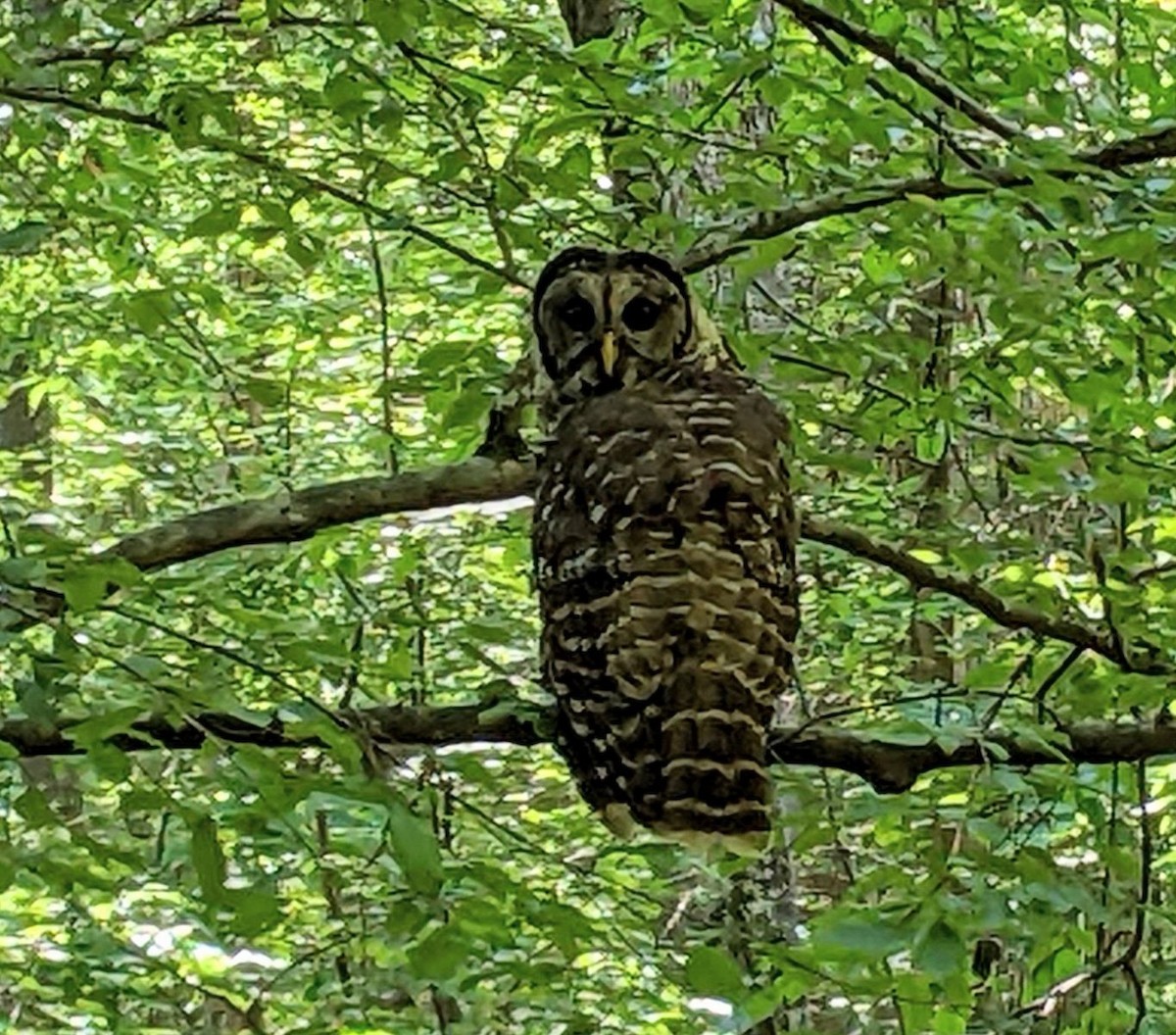 Barred Owl - ML598251981