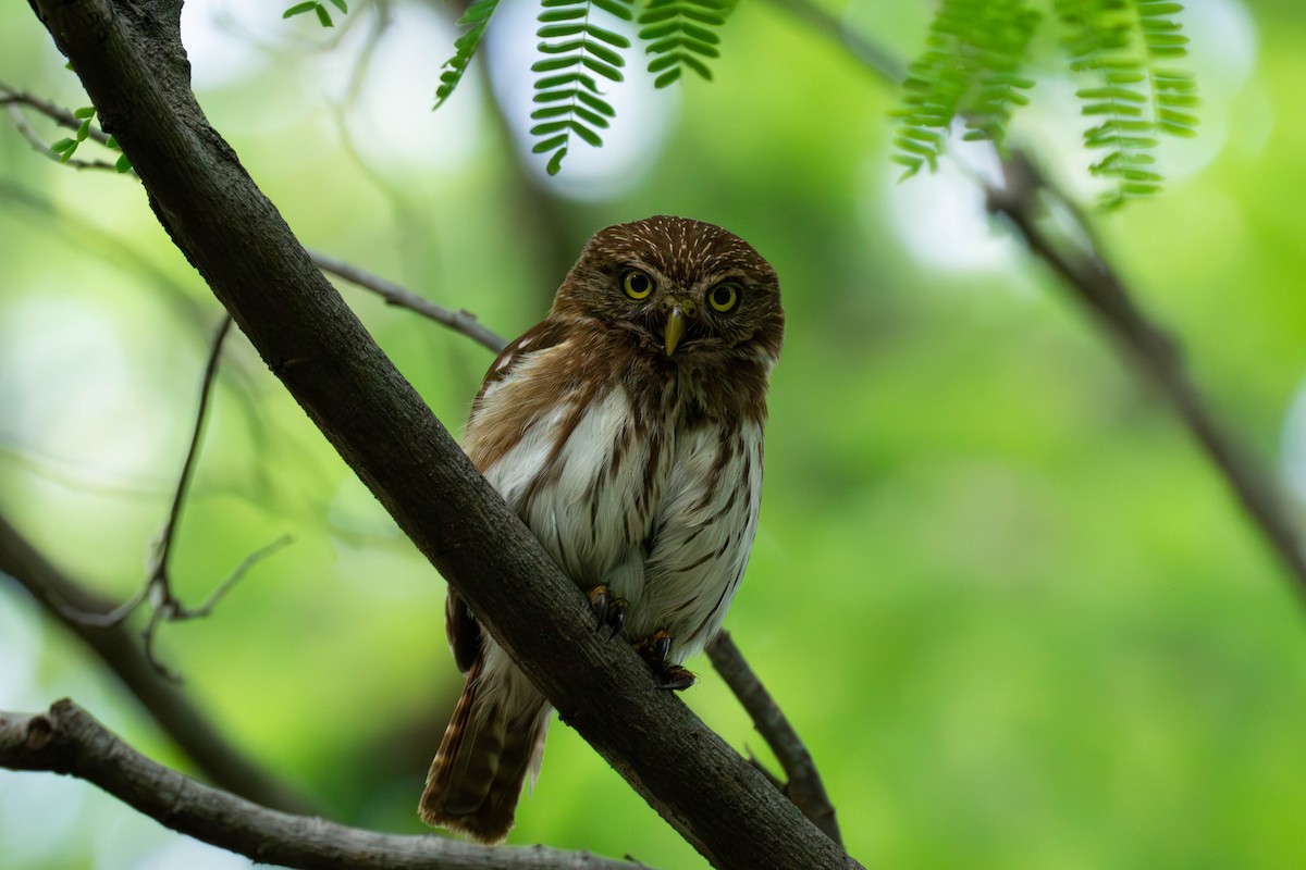 Ferruginous Pygmy-Owl - ML598252831