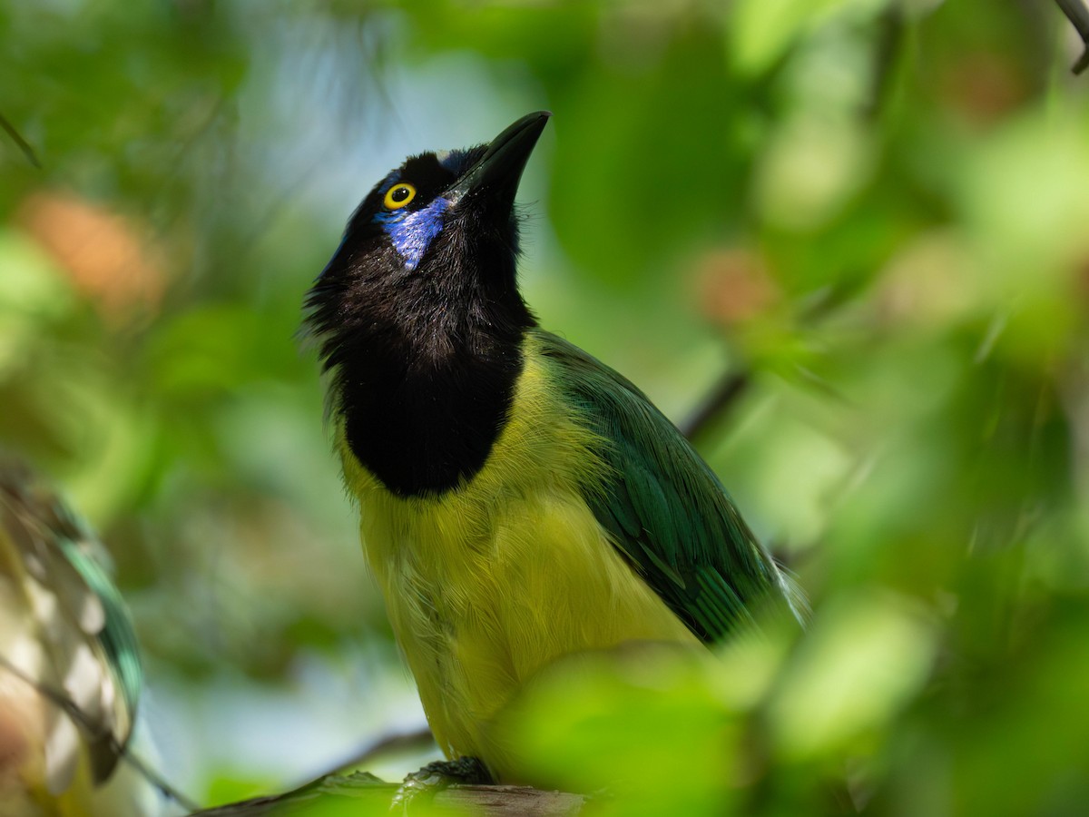Green Jay - ML598252941
