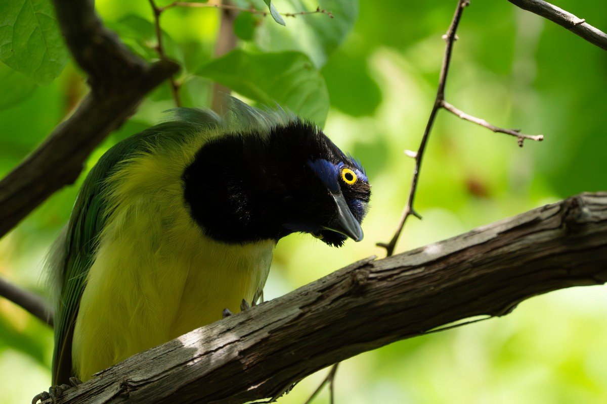 Green Jay - ML598252951