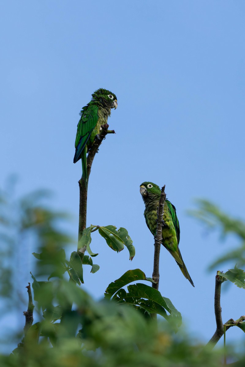 Olive-throated Parakeet - ML598253011