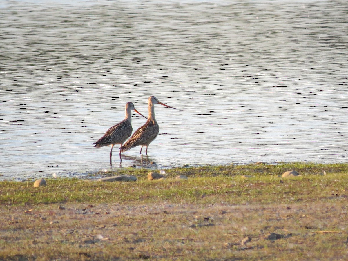 Marbled Godwit - ML598254031