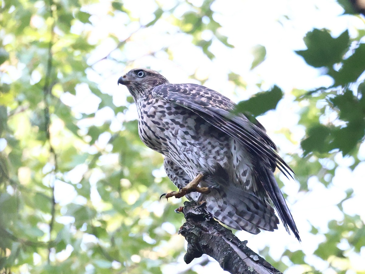 American Goshawk - Myles McNally