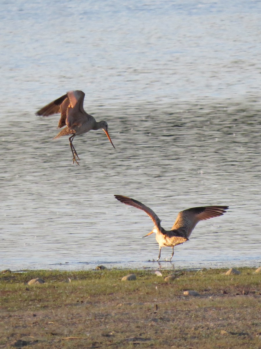 Marbled Godwit - ML598254051