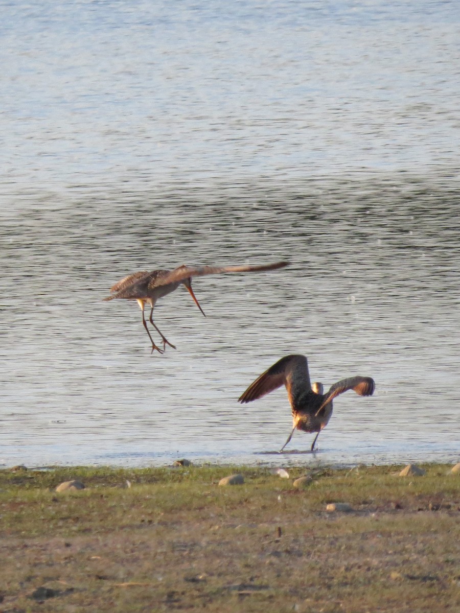 Marbled Godwit - ML598254081