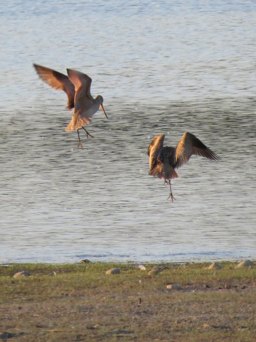 Marbled Godwit - ML598254141