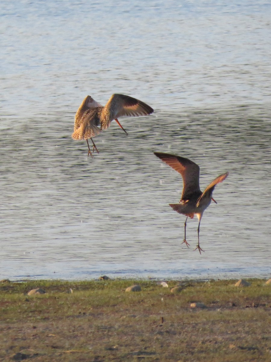 Marbled Godwit - Tessa Rhinehart