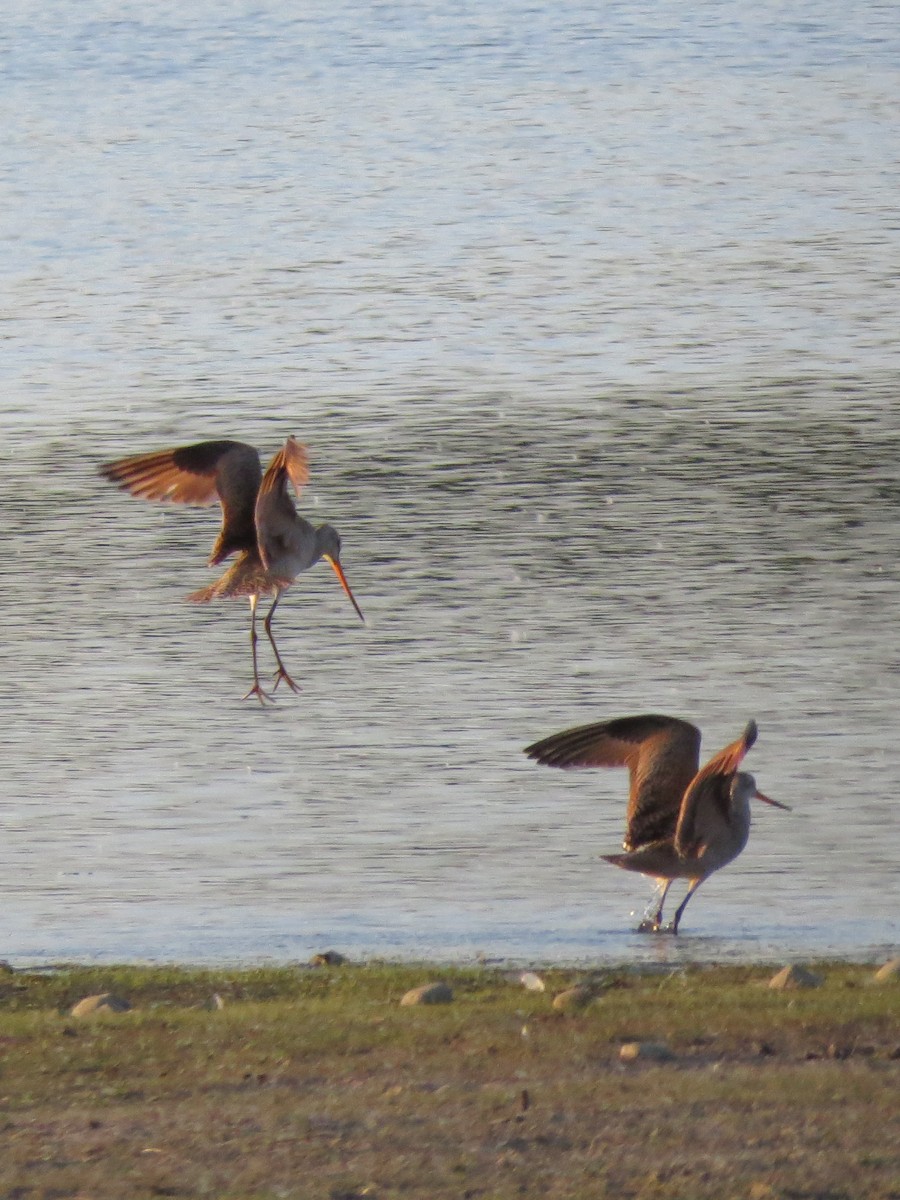 Marbled Godwit - ML598254171